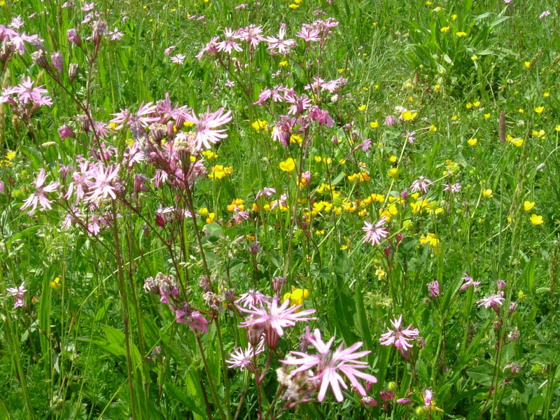 Lychnis flos-cuculi / Crotonella Fior di cuculo